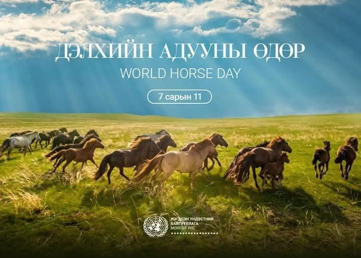 Дэлхийн адууны өдрийг энэ сарын 10-13-нд Хүй долоо худагт тэмдэглэнэ